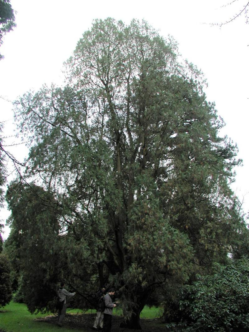 측백나무